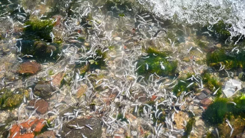 İZDENİZ Genel Müdürü'nden Şok Açıklamalar: 100 Ton Ölü Balık