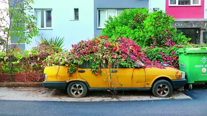 İzmir'de 8 Yıldır Sarmaşıklarla Kaplı Otomobil Çekiciyle Kaldırıldı