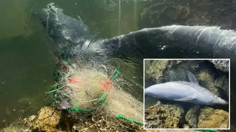 İzmir'de Balıkçı Ağlarına Takılan Yunus Karaya Vurdu