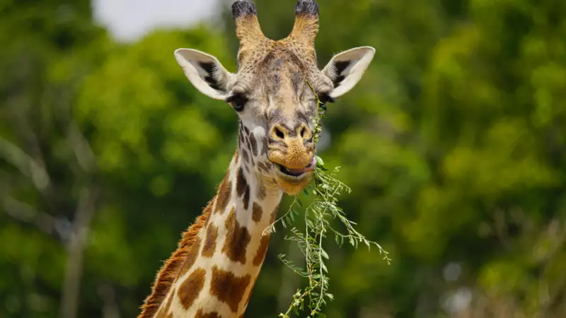 Zürafaların Gizemli Dünyası: 6 Şaşırtıcı Gerçek
