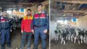 6 İnek Kayboldu, Jandarma Drone ile 16 Saat Sonra Buldu