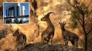 Doğayı Hiçe Sayan Avcıların Kabusu: Yaban Keçilerini Vuranlara Rekor Ceza!