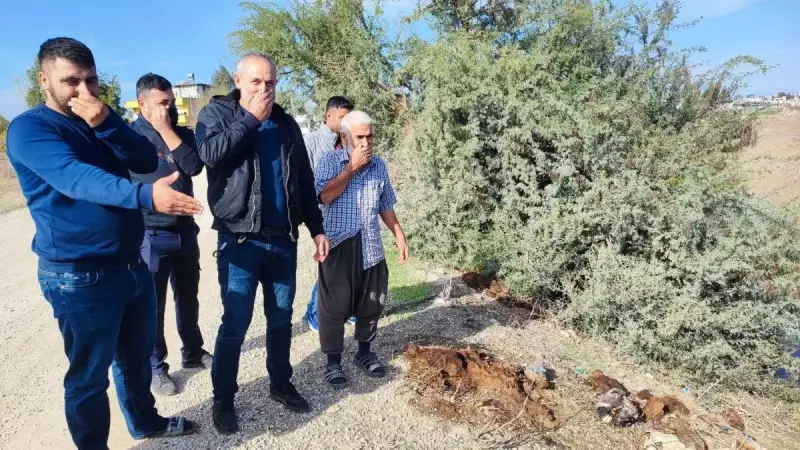 Adana'da Dere Yatağında At ve Eşek Kemikleri: Vatandaşlar İsyan Etti