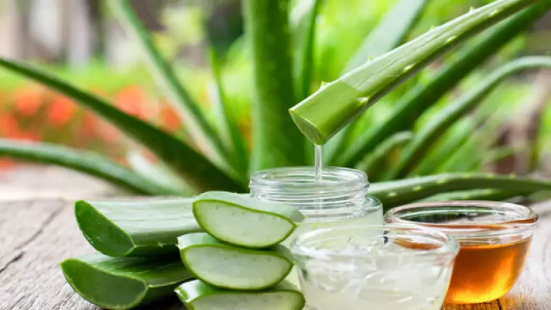 Aloe Vera Bakımı: Evde Yetiştirme, Sulama ve Budama Rehberi