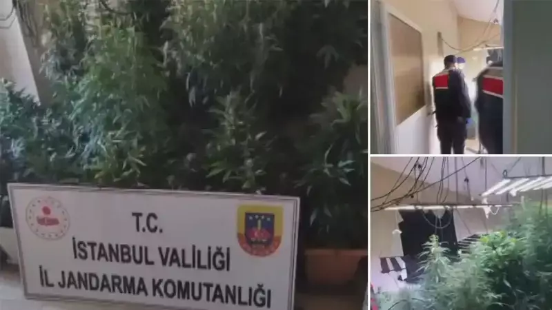 Arnavutköy'de 580 Gün Kaçak Şüpheli, İklimlendirme Sistemiyle Kenevir Üretirken Yakalandı