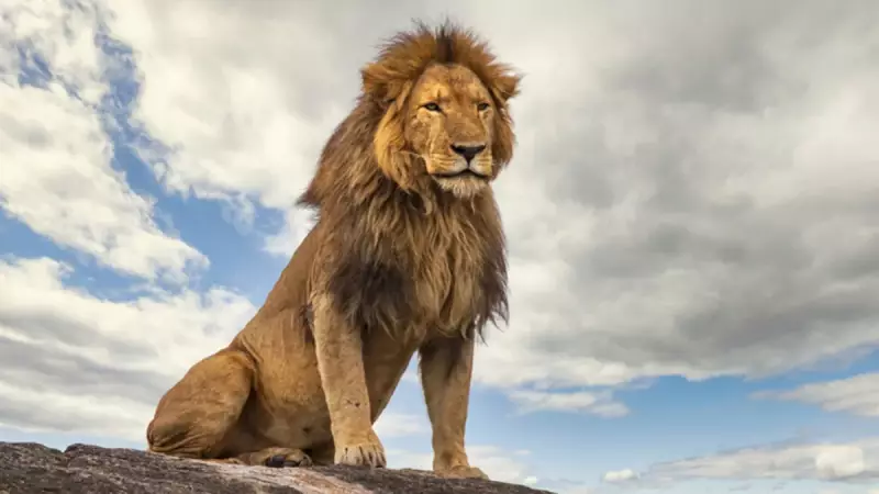 Aslanların Aksanları Keşfedildi: Kükremelerindeki Gizemli İletişim Sırrı Çözüldü