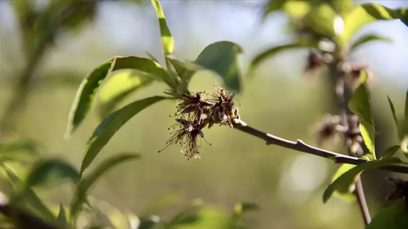 Bakan Yumaklı Duyurdu: 221 Milyon 150 Bin Lira Zirai Don Desteği Bugün Hesaplara Yatıyor