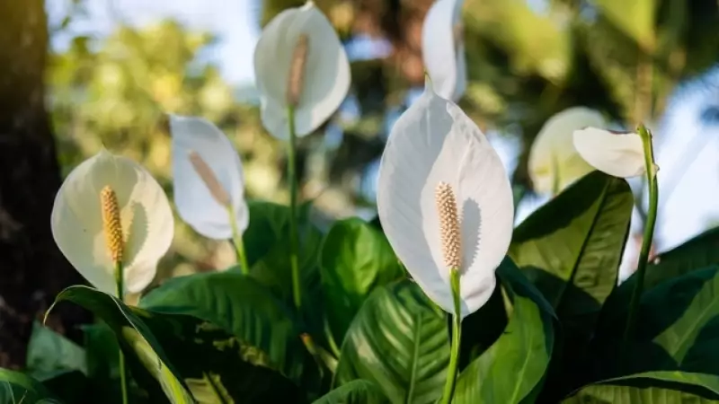 Barış Çiçeği Bakımı: Evde Yetiştirme ve Sulama Püf Noktaları