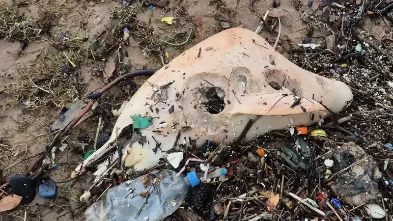 Bartın'da Sahile Vuran Yunus Cesedi: 3 Yavru da Kayıp