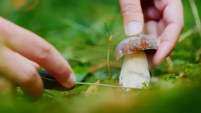 Bergama'da Mantar Toplamaya Giden 54 Yaşındaki Adnan Erçevik Kayboldu