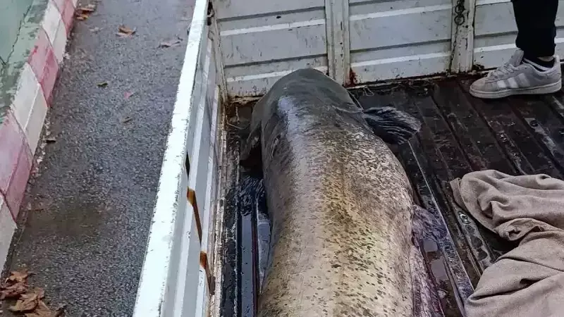 Boyalıca'da Dev Av: 65 Kiloluk Yayın Balığı Yakalandı