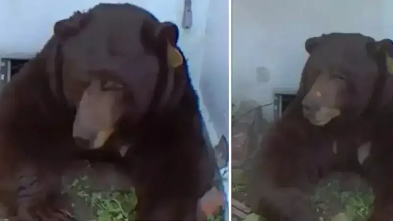 California'da Evinin Altında 200 Kiloluk Ayı Yaşıyor