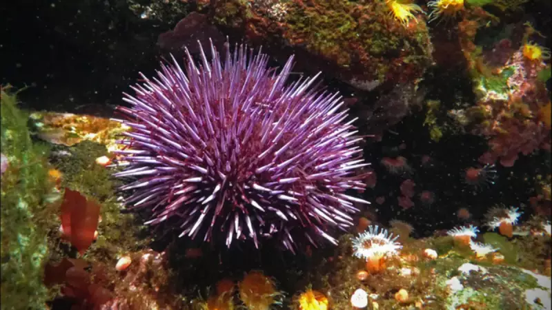 Deniz Kestanesi Şok Araştırması: Beyinsiz Sanılıyordu, Tüm Vücudu Beyin Çıktı!