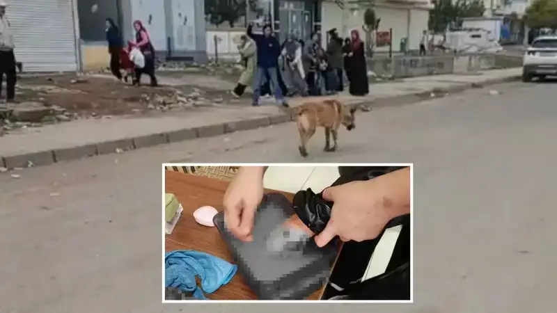 Diyarbakır'da Sokak Köpeği Saldırısı: 2 Kişi Yaralandı, Vatandaşlar Tedbir İstiyor