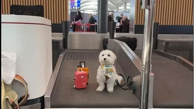 Dünyanın En Çok Gezen Köpeği Tofu, İstanbul Havalimanı'nda