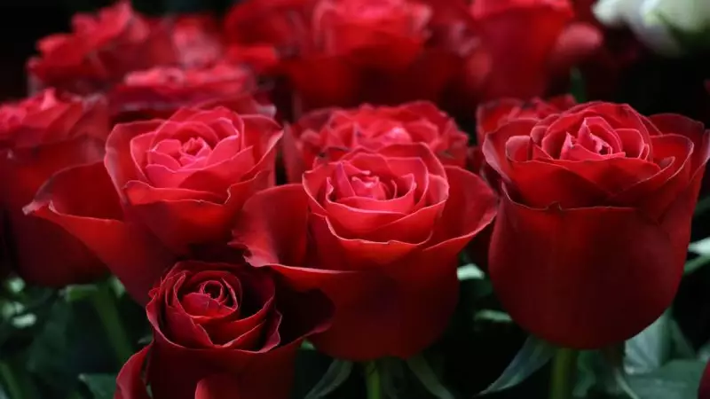 Eşini İsimsiz Çiçekle Sınayan Erkek Kaybetti: Yargıtay Karar Verdi