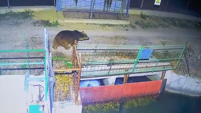 Erzincan'da İklim Krizi: Ayılar Kış Uykusuna Yatamadı!