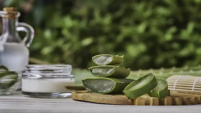 Evde Aloe Vera Yetiştirme Rehberi: Doğal Cilt Bakımı İçin 5 Adım