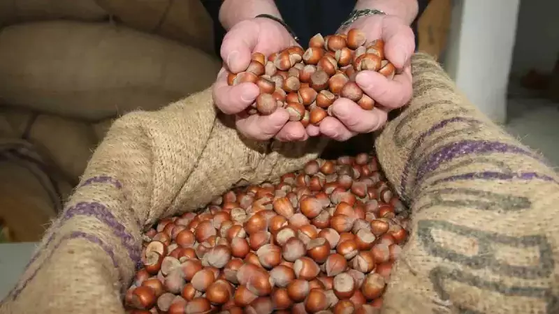 Fındık İhracatı 3 Ayda 547 Milyon Doları Aştı, Rekor Büyüme