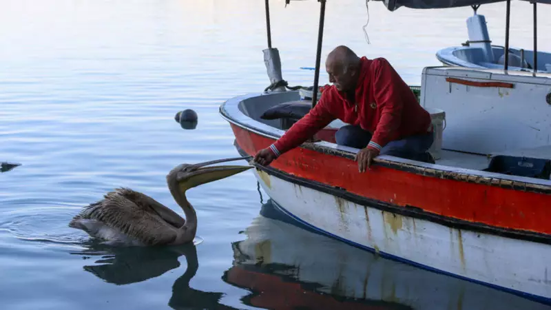 Hatay'da Pelikan 'Suzi', Balıkçıların Yoldaşı ve Barınağın Maskotu Oldu