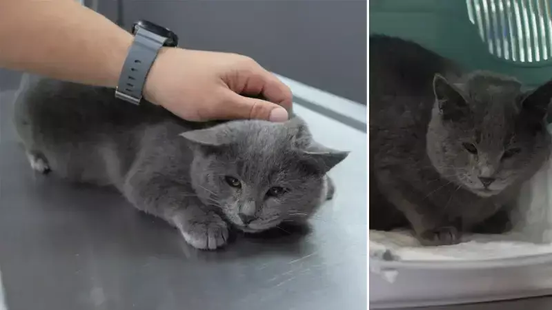 Kar Gezisinde Bulunan Kedinin Kalçasından Mermi Çıktı