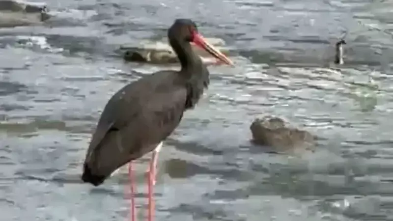 Karabük'te Nadir Görülen Kara Leylek Kaydedildi