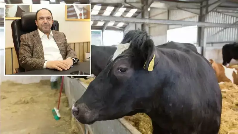 Karasu'da Şap Hastalığı: 37 Mahalle Karantinaya Alındı, 19.500'den Fazla Hayvan Aşılandı