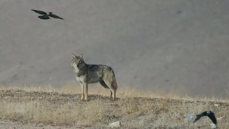 Kars Digor'da Yiyecek Arayan Kurt Yerleşim Yerine İndi
