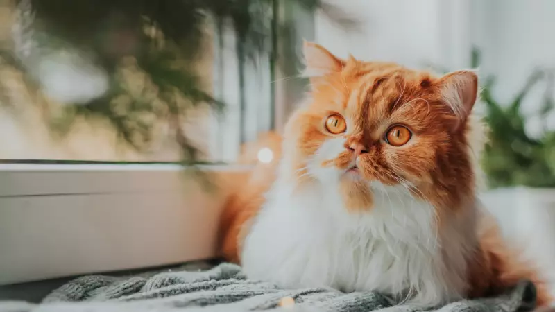 Kediler Erkeklere Daha Sık Miyavlıyor: Araştırma Şaşırttı!