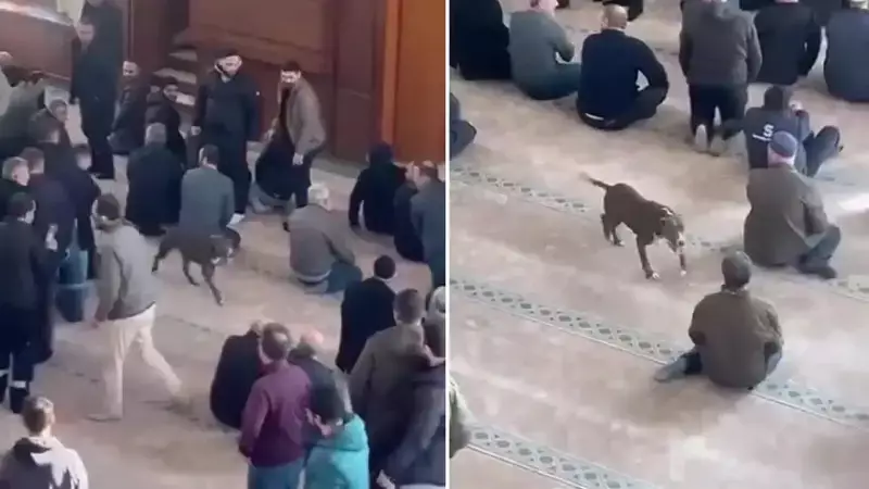 Kocaeli'de Cami İçinde Pitbull Panik! Sahibine Adli ve İdari İşlem