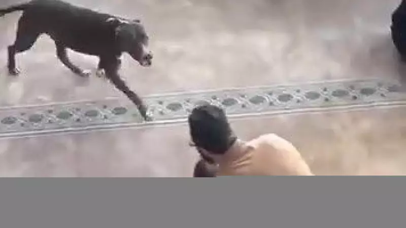 Kocaeli'de Camiye Giren Pitbull Kısa Süreli Panik Yarattı