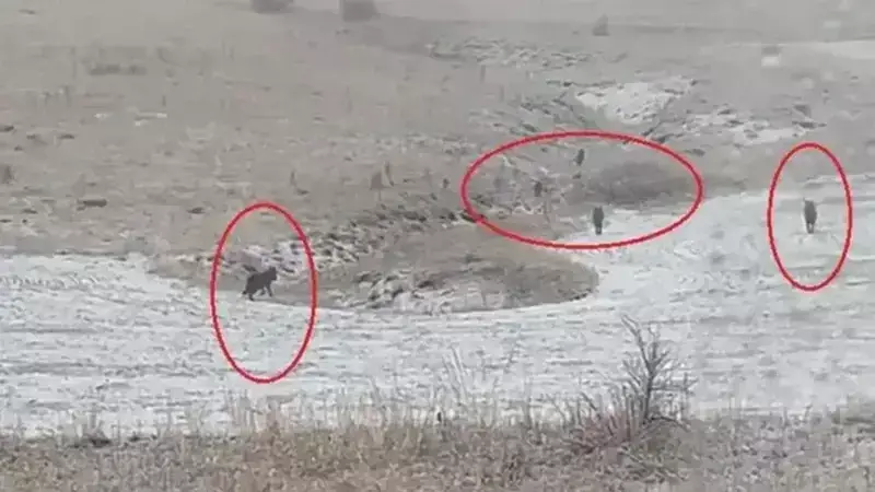 Kurt Sürüleri 3 Köyde Görüldü: Adabaşı, Kavacık ve Konursu'da Görüntülendiler