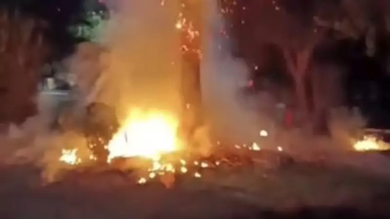 Mardin'de 15 Yıllık Palmiye Ağacı Kundaklandı!