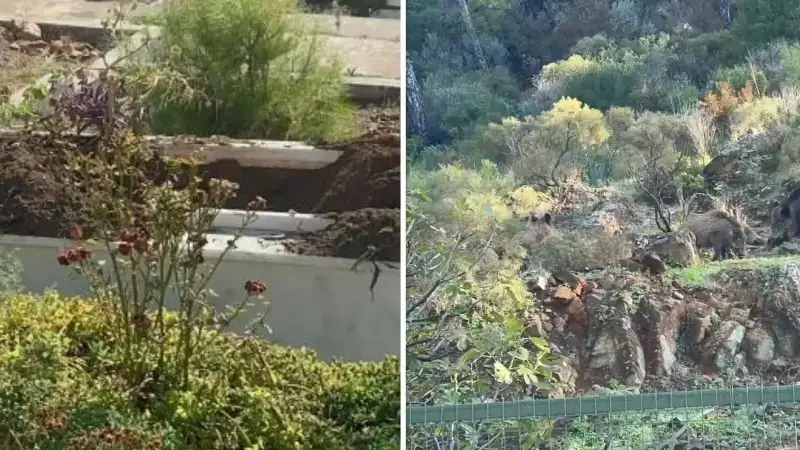 Marmaris'te Yaban Domuzları Mezarlıkları İstila Etti: Turizm ve Yaşam Tehdit Altında