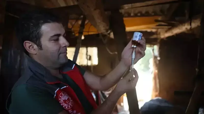 Muğla'da Şap Hastalığı: 11 Mahalleye 30 Günlük Karantina