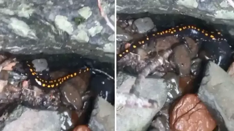 Nadir Kafkas Semenderi Artvin'de Görüntülendi: Doğa Gözlemcisi Kaydetti