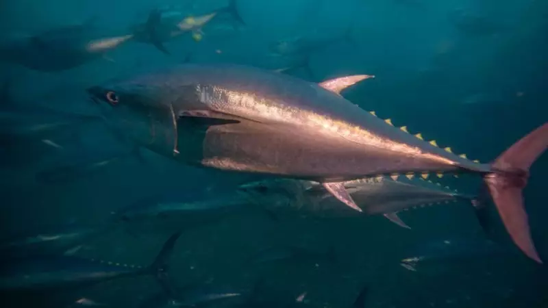 Orkinos Balığı Nasıl Pişirilir? Lezzetli ve Pratik Pişirme Teknikleri