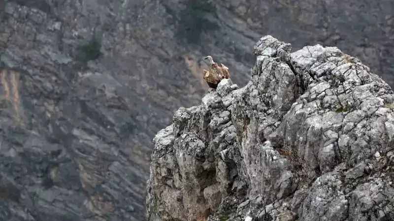 Çıplak Akbabaların İnanılmaz Görüntüleri: İlk Kez Böyle Kaydedildi