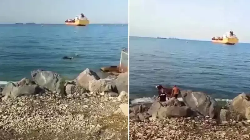 İskenderun'da Denize Düşen Angus İneği Dalgıç ve Vatandaşın Ortak Çabasıyla Kurtarıldı