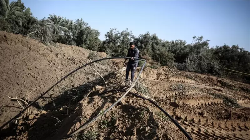 İsrail, Batı Şeria'da 850 Zeytin ve Üzüm Ağacını Tahrip Etti