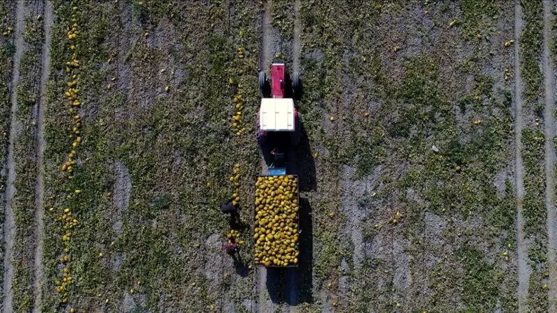 TÜİK 2025 Bitkisel Üretim Raporu: Meyvede Yüzde 30,9'luk Sert Düşüş