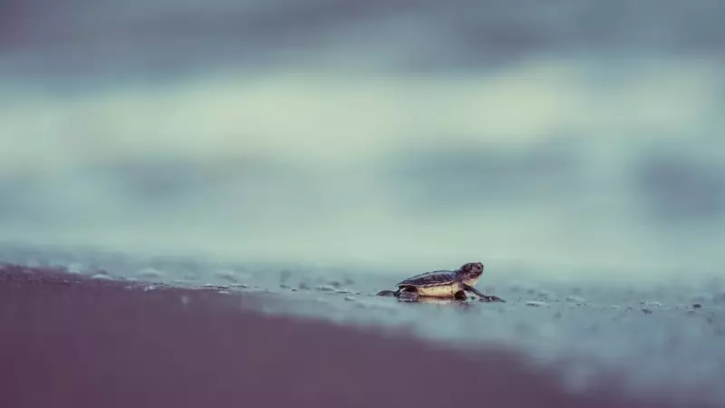 Türkiye'de 2025'te 106 Bin 348 Yavru Kaplumbağa Denize Ulaştı