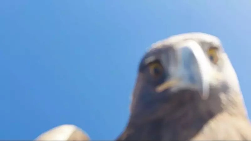 Tunceli'de Kartalın Kaçırdığı Drone 6 Saatlik Tırmanışla Kurtarıldı