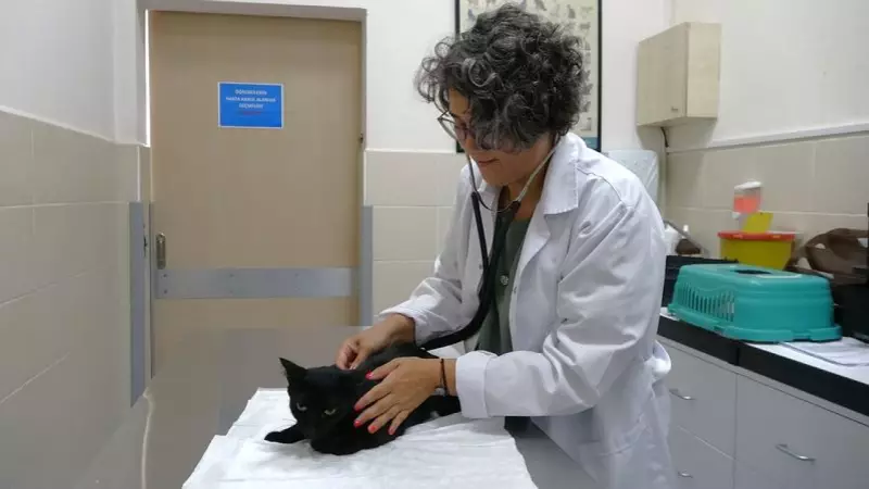 Uzman Uyarısı: Evcil Hayvanlarda Ağrı Kesici Kullanımı Ölümcül Olabilir