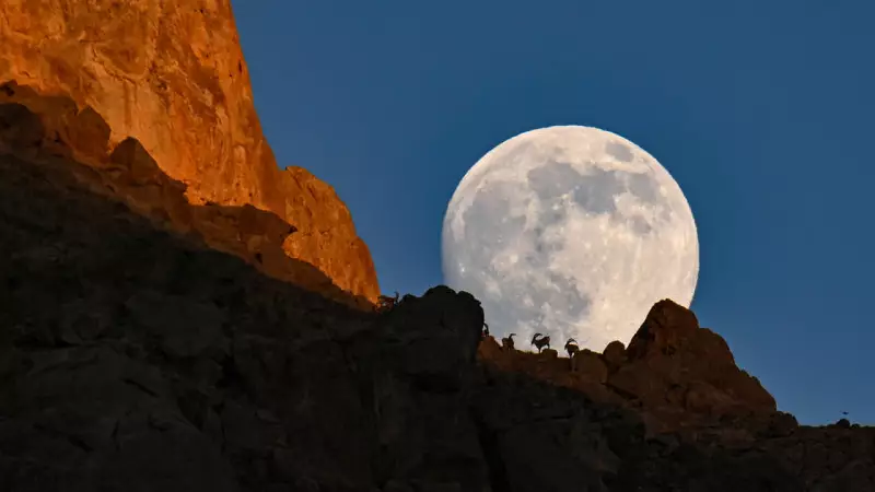 Van'da Dolunay ve Yaban Keçileri Büyüleyici Anlar Yaşattı