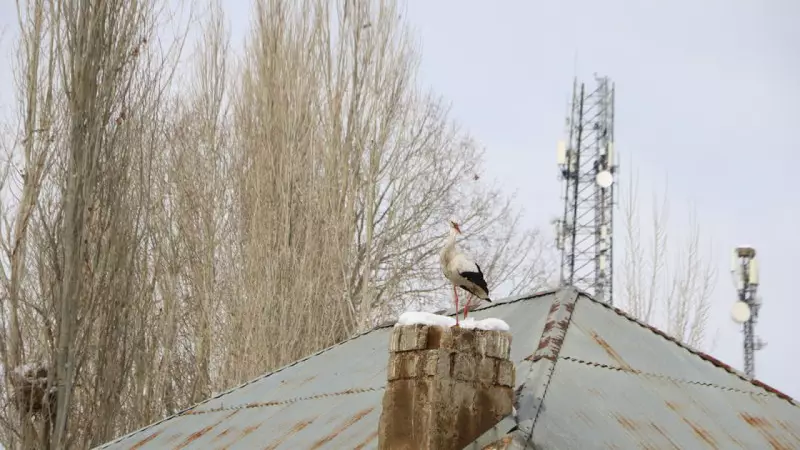 Yüksekova'da 23 Yıldır Göç Etmeyen Leyleklerin Sayısı 7'ye Yükseldi