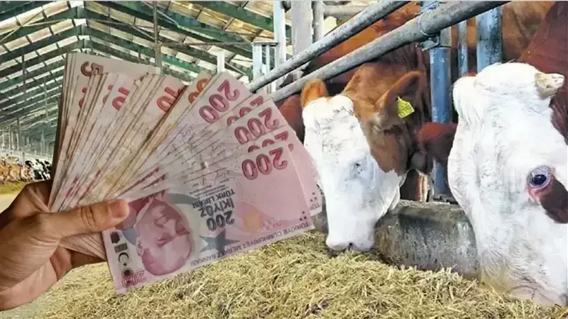 Yozgat'ta 27 Üreticiye 416 Gebe Düve Desteği Verilecek