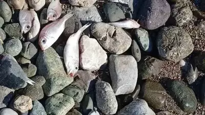 Datça Sahillerini Ölü Balık İstilası: Burgaz'da Endişe Verici Manzara