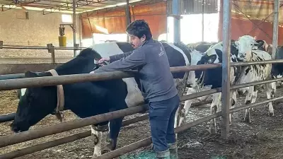 Hayrabolu'da Hayvan Sağlığı İçin Yoğun Aşı Kampanyası Başlatıldı