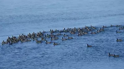 Kars'ta -17 Derecede 'Yerli Penguenler' Buz Üzerinde Mücadele Etti